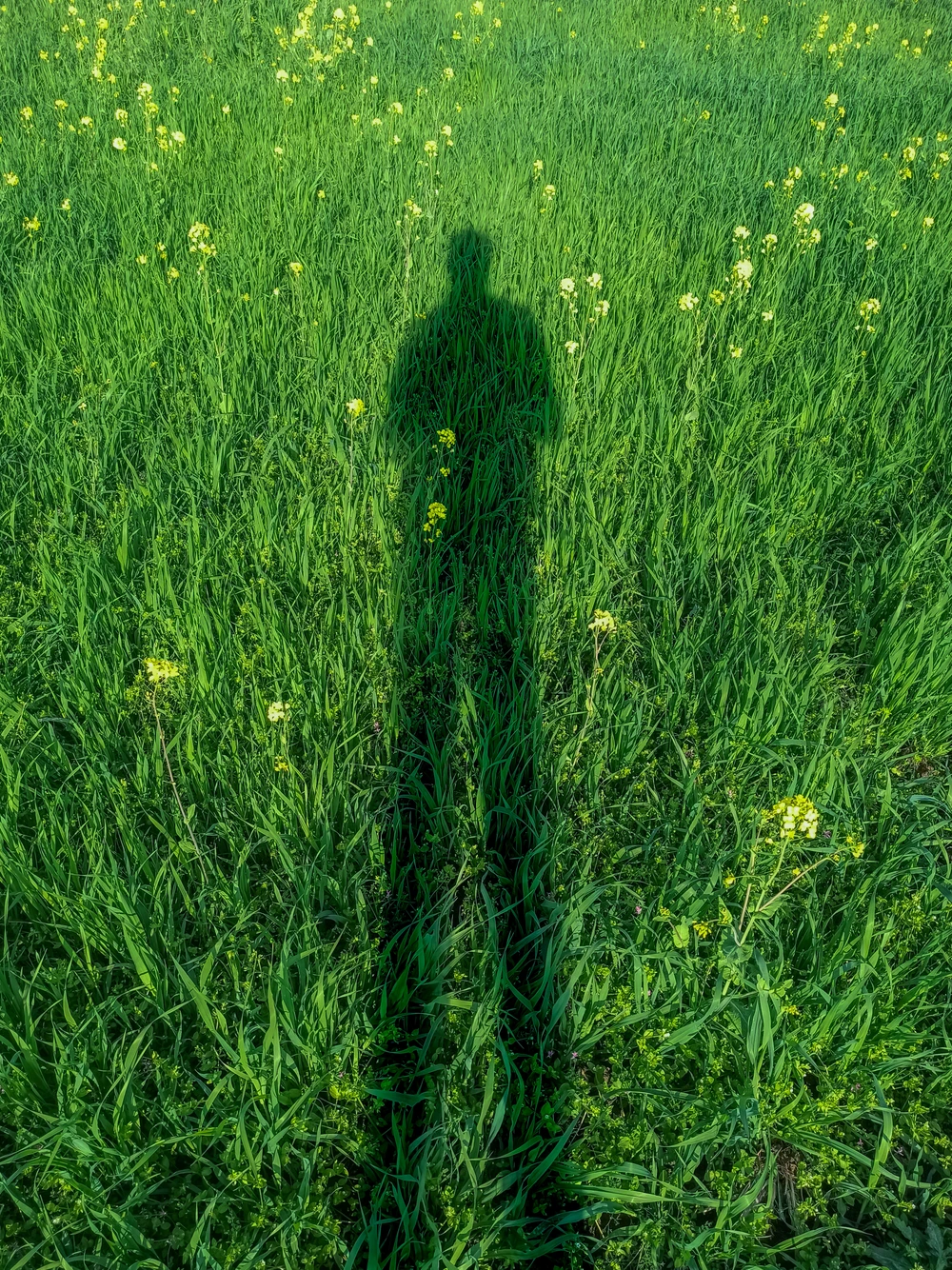 A long human shadow cast across a bright green field.