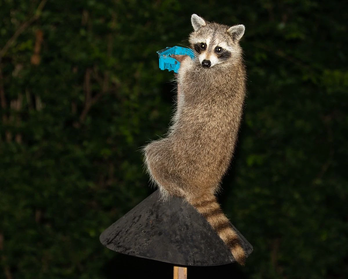 A raccoon clings to a bird feeder above a cone-shaped guard, looking toward the camera.
