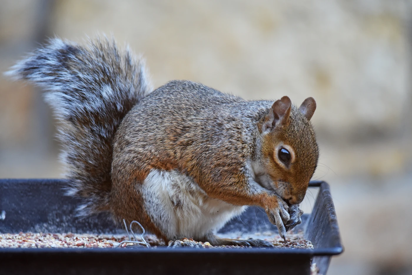 A gray squirrel sits in a tray-style bird feeder, eating seeds held between its front paws.